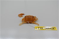 藏品(底棲短槳蟹)的圖片